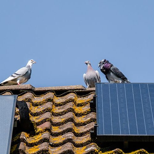 Pigeons